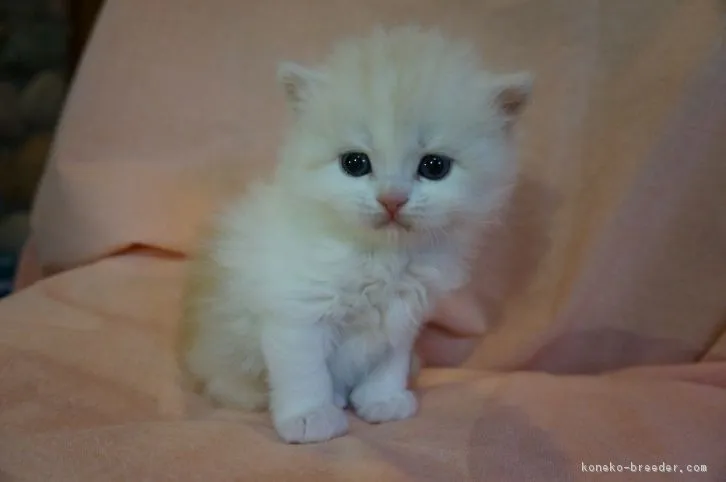 ID:1604-00747の子猫