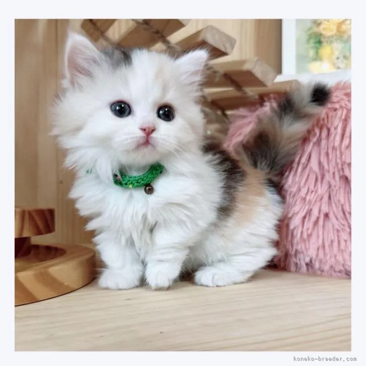 ID：2210-02026の子猫