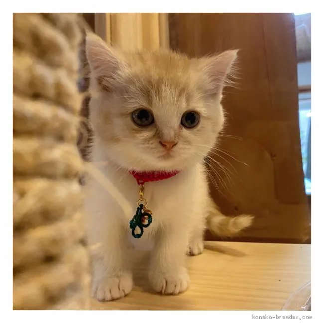 ID:2012-01107の子猫