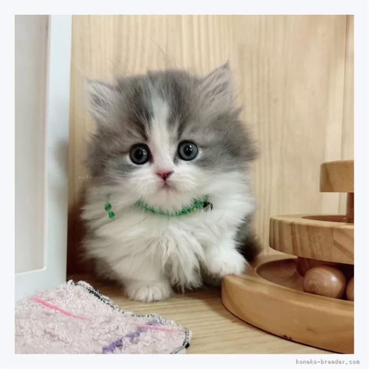 ID：2404-00895の子猫