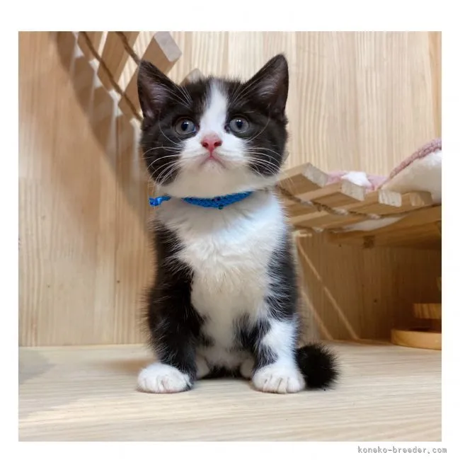ID:2108-00459の子猫