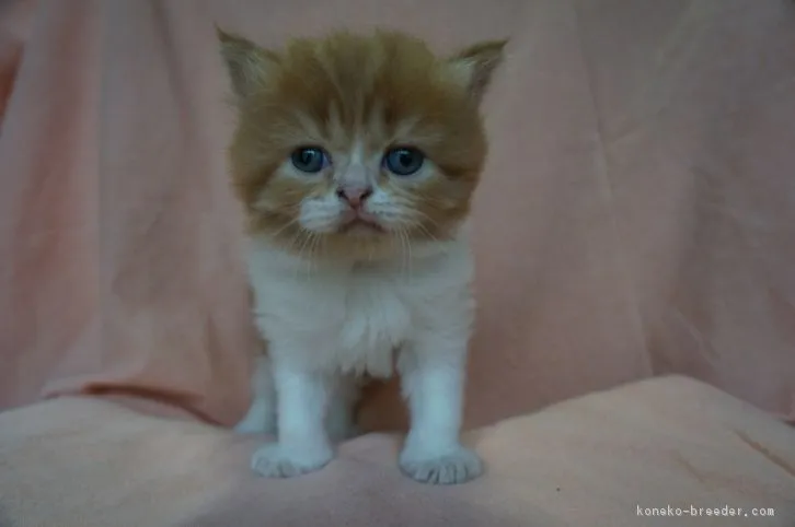 ID：1607-00449の子猫