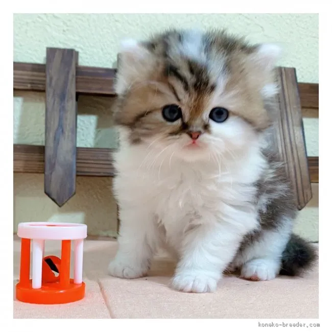 ID:2012-00239の子猫