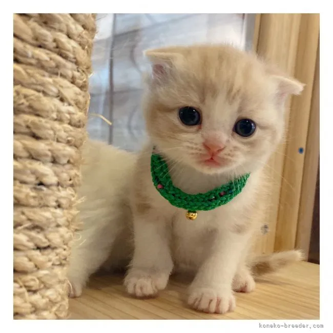 ID：2104-01978の子猫