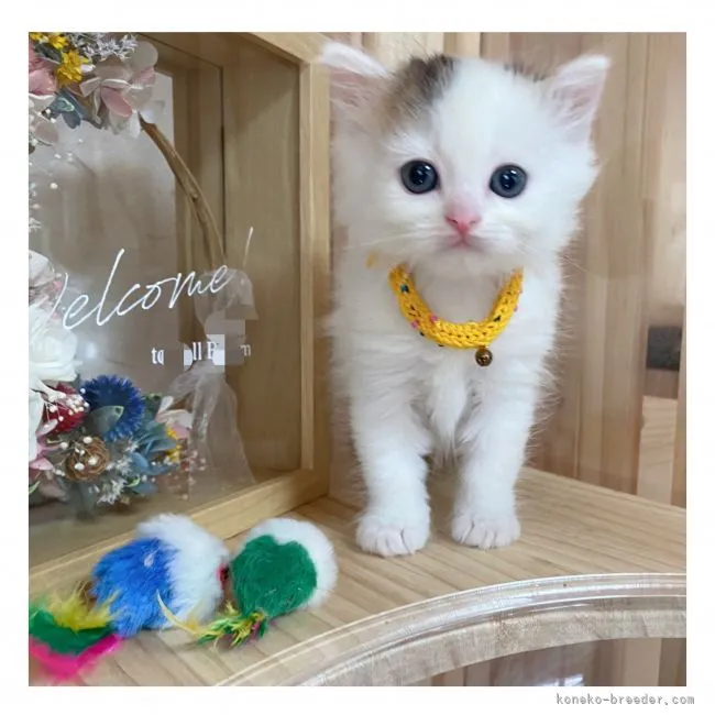 ID：2109-00482の子猫