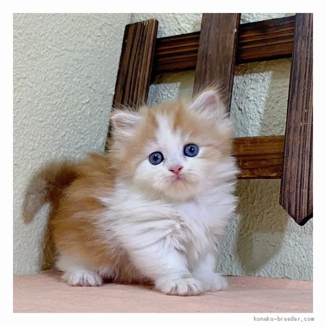 ID:2010-01412の子猫