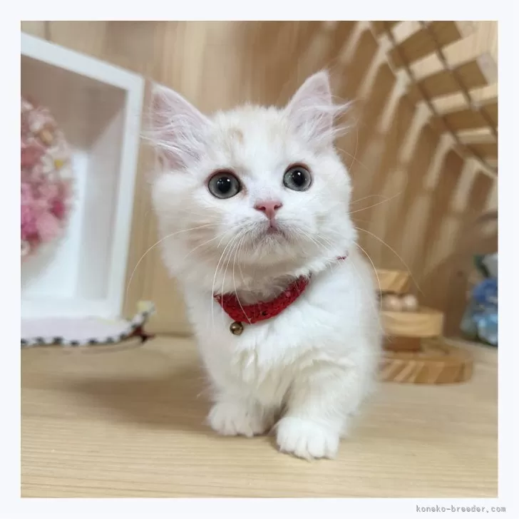 ID：2405-03395の子猫