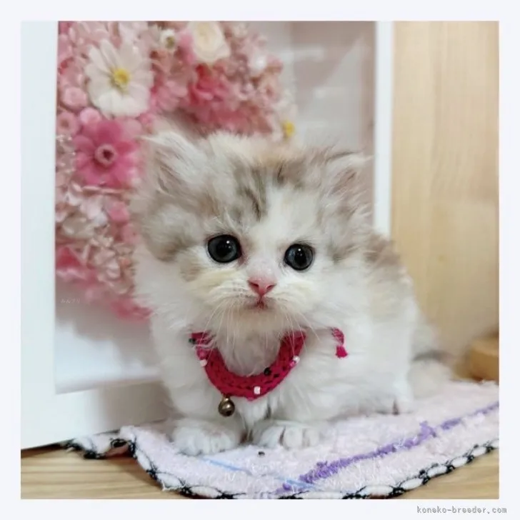 ID:2309-01060の子猫