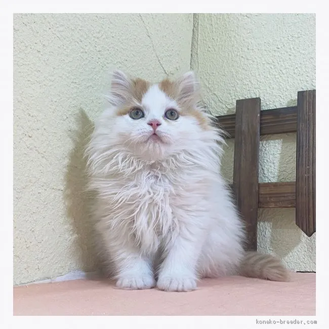 ID：2011-00077の子猫