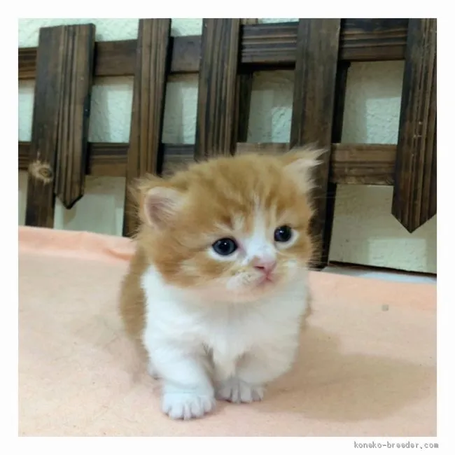 ID：2007-00053の子猫