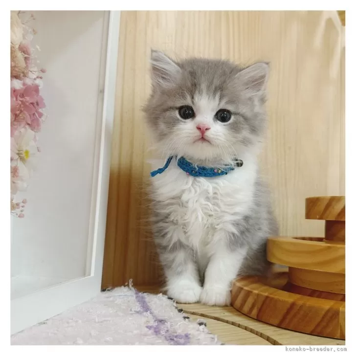 ID:2409-02666の子猫