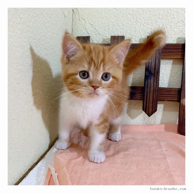 ID：2006-01165の子猫