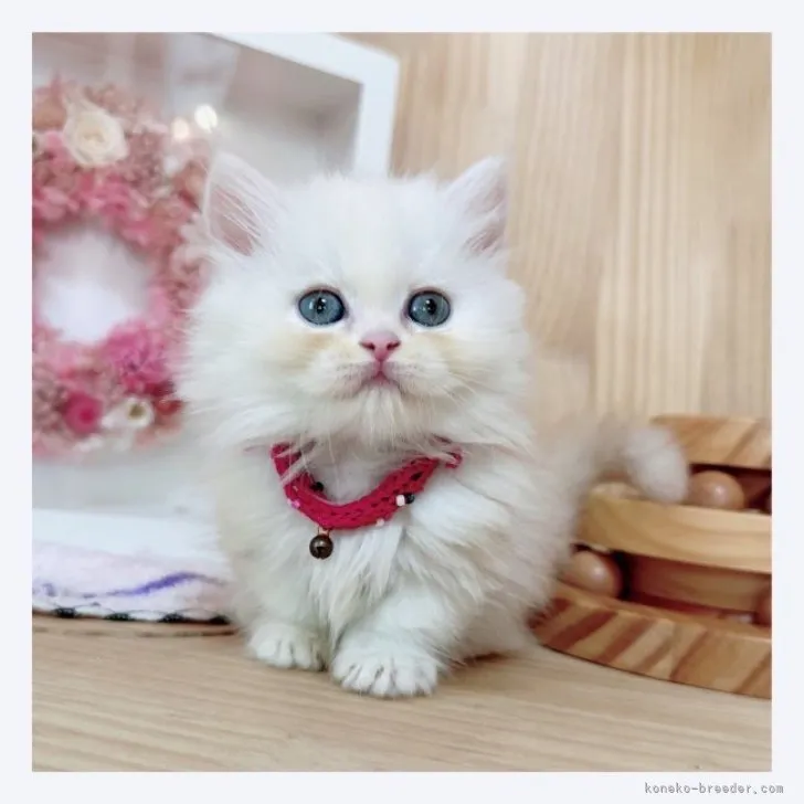 ID：2309-00067の子猫