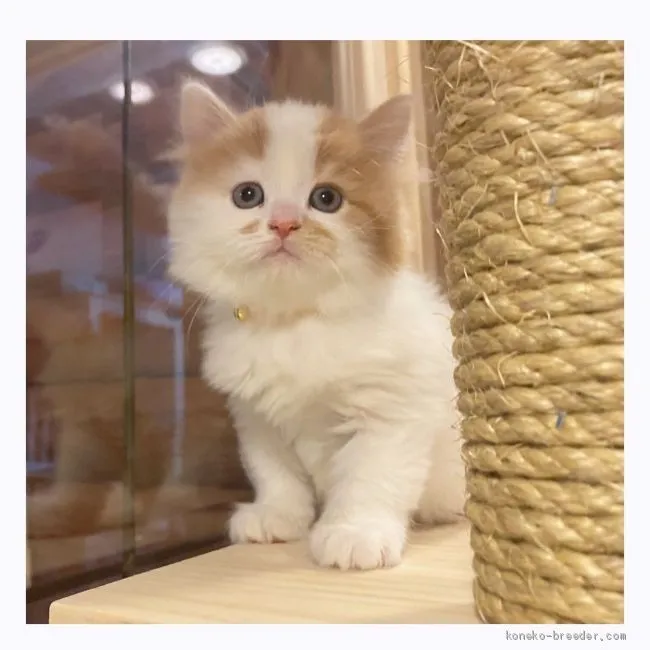 ID:2103-00979の子猫