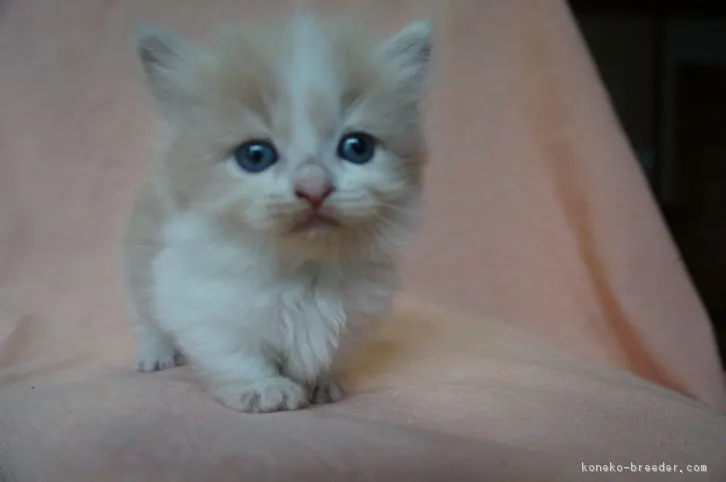 ID：1607-00452の子猫
