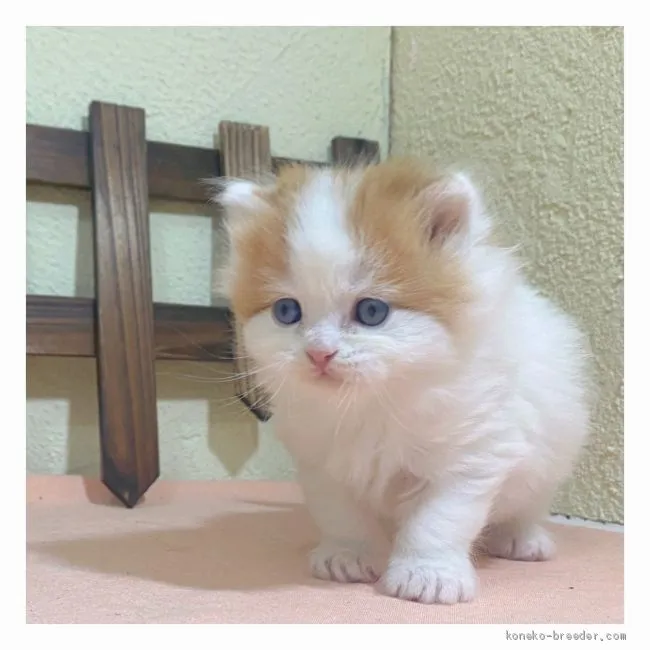ID:2011-00079の子猫