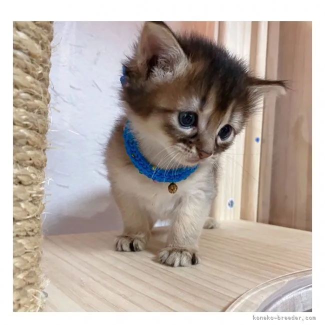 ID：2108-01583の子猫