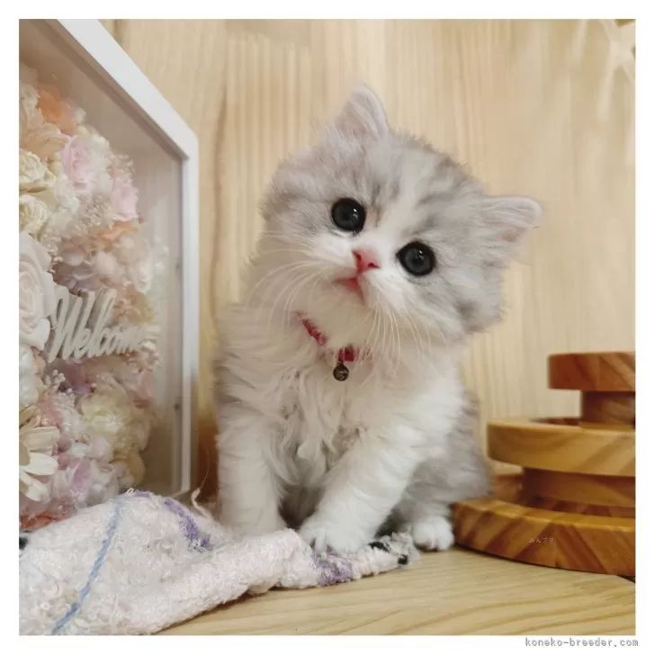 ID：2411-02429の子猫