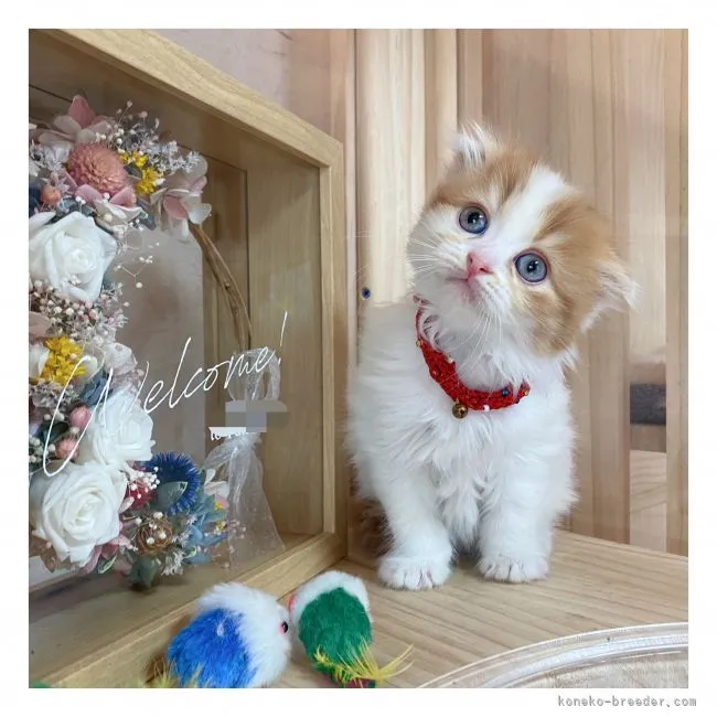 dorakki1965 様のお迎えした子猫