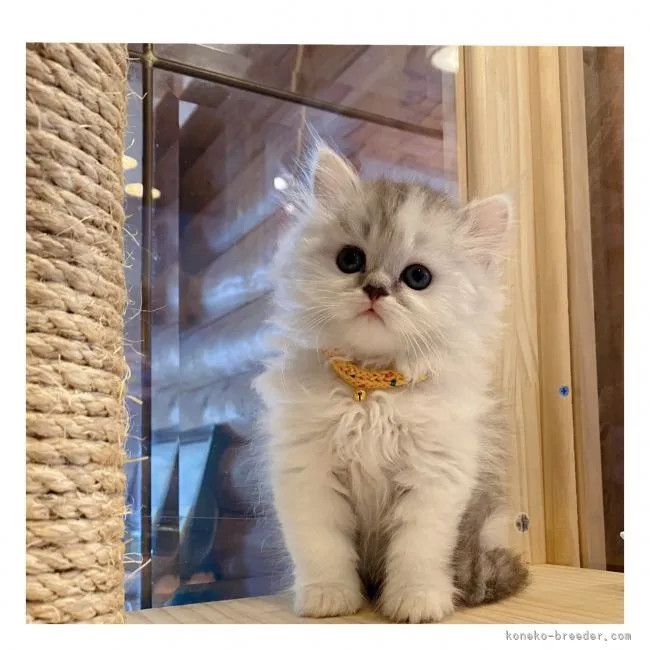 ID：2104-00343の子猫