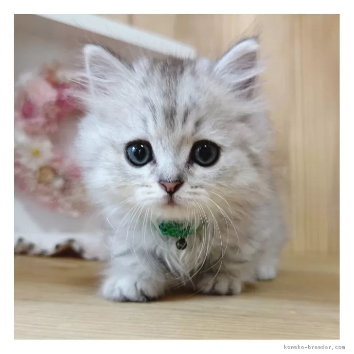 ID：2408-01078の子猫
