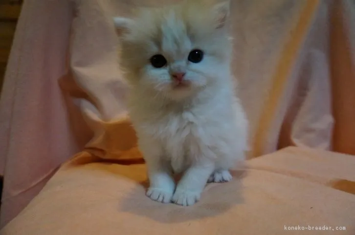 ID:1604-00033の子猫