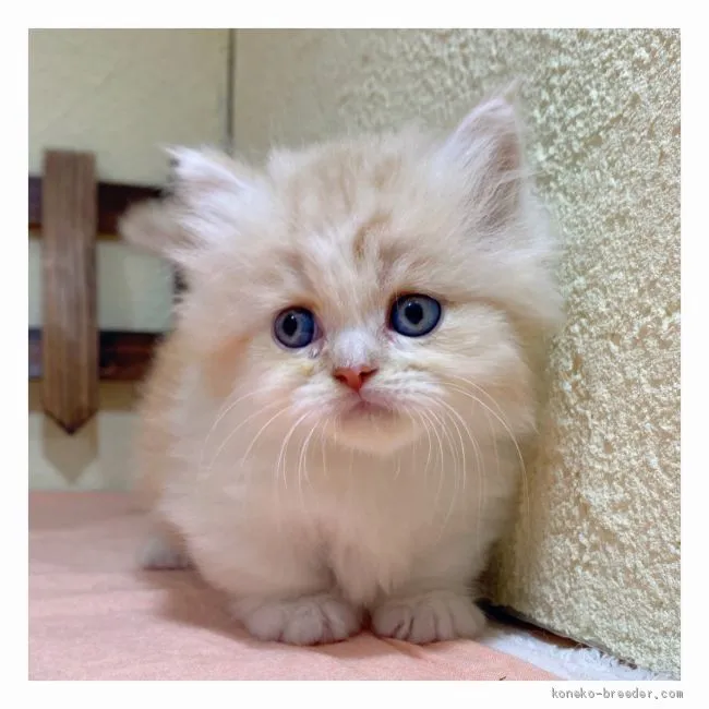 ID:2009-01255の子猫
