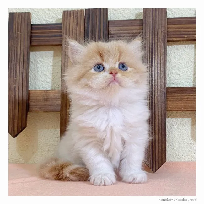 ID:2008-01246の子猫