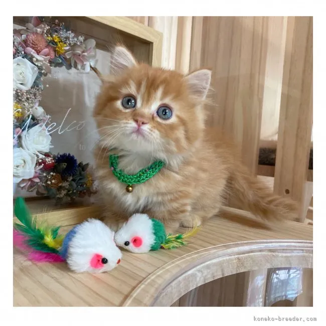 ID：2109-00018の子猫