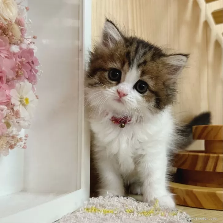 ID：2407-02941の子猫