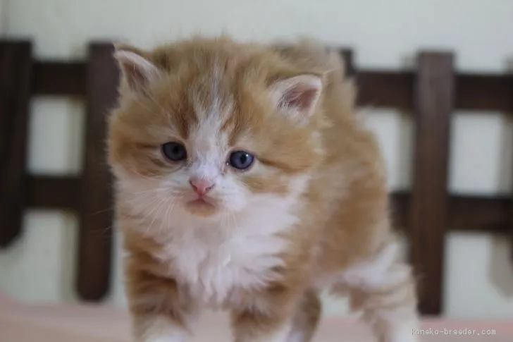 ID:2006-00250の子猫