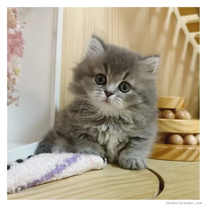ID:2408-00355の子猫