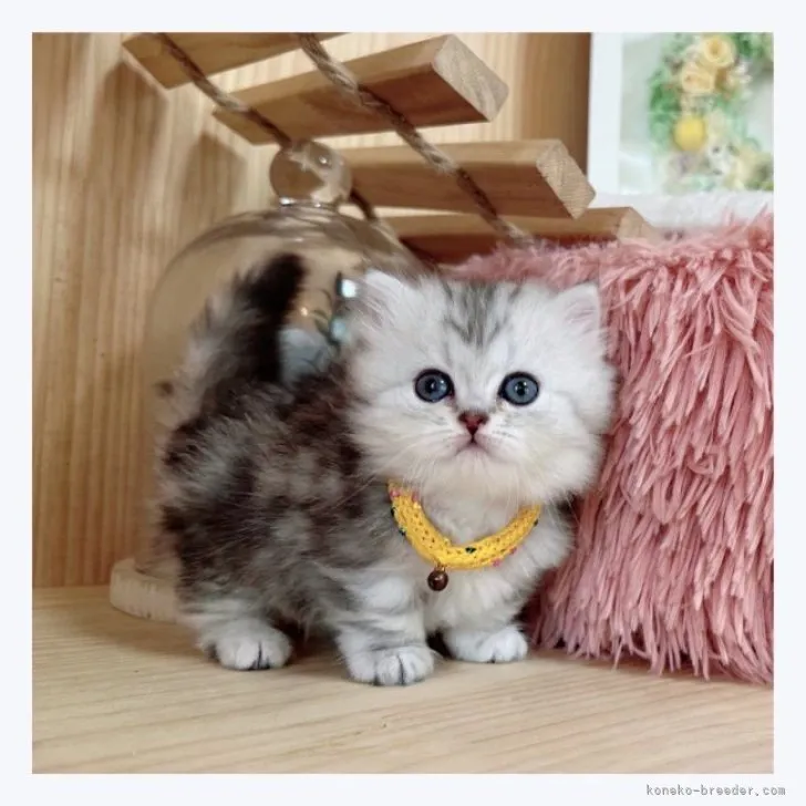 ID：2306-02164の子猫