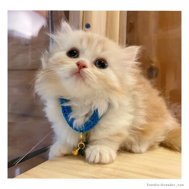 ID：2104-01701の子猫