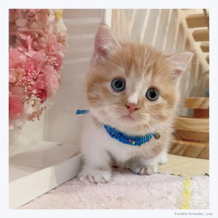 ID：2208-03095の子猫