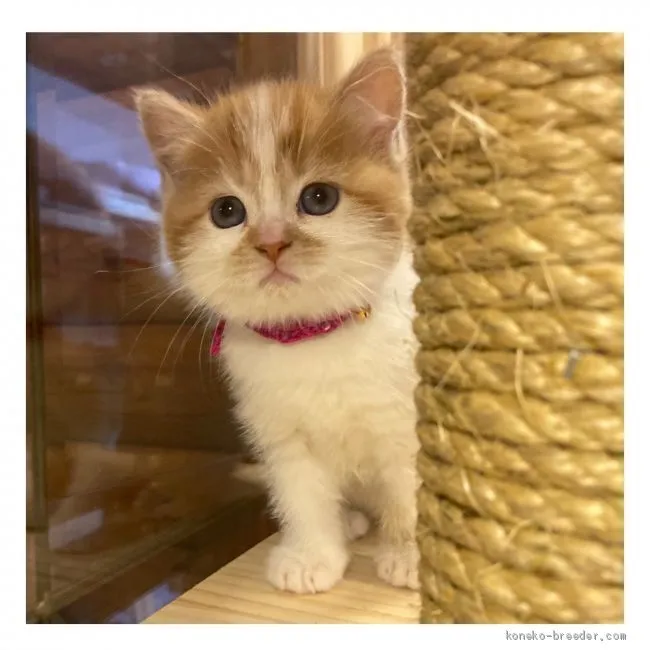 ID:2103-00980の子猫
