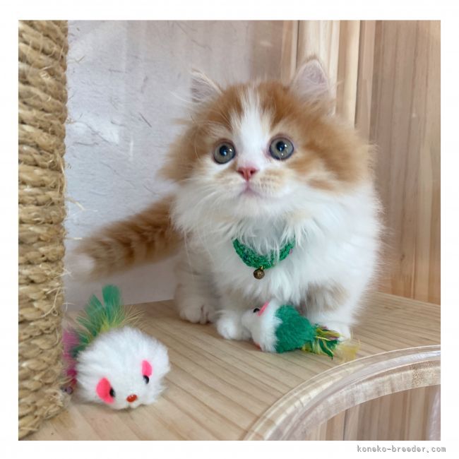 ゆう 様のお迎えした子猫