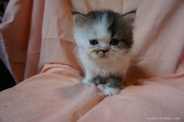 ID：1607-00217の子猫