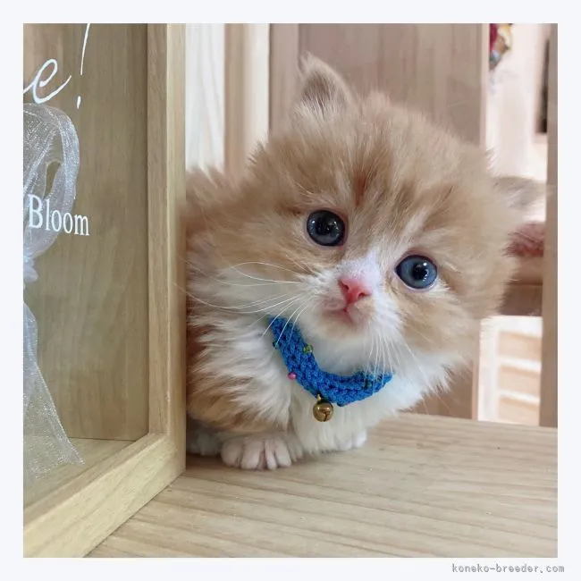 ID：2201-00738の子猫