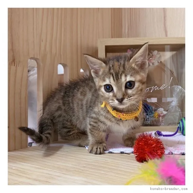 ID:2110-02061の子猫