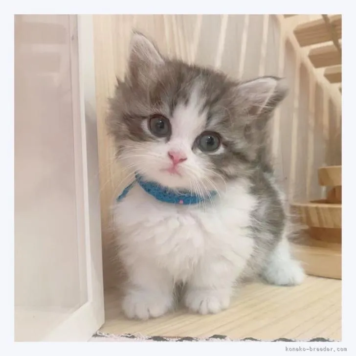 ID:2207-02017の子猫