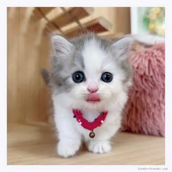 ID：2309-00076の子猫