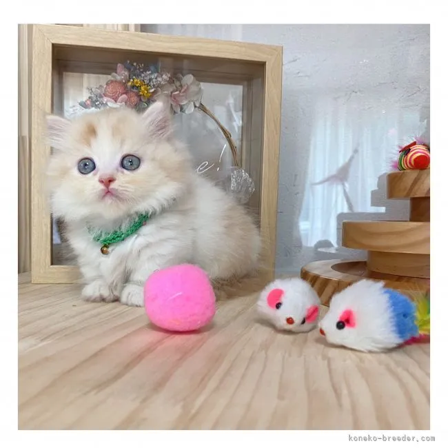 ID:2109-00017の子猫