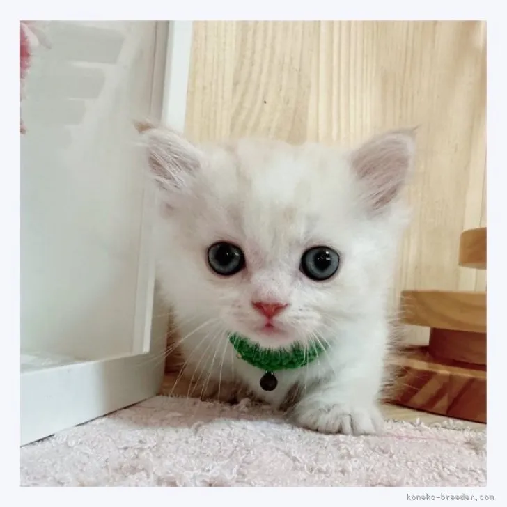 ID:2310-00195の子猫