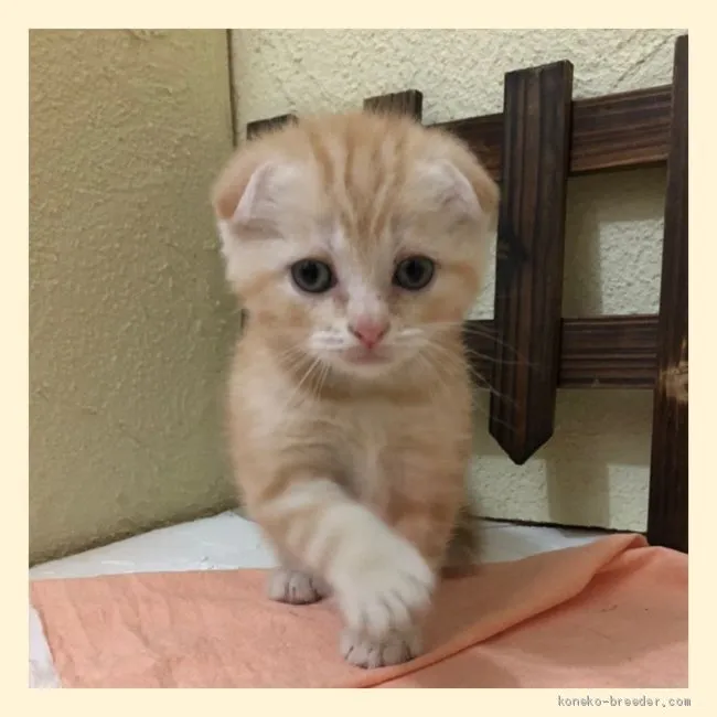ID：2006-01333の子猫