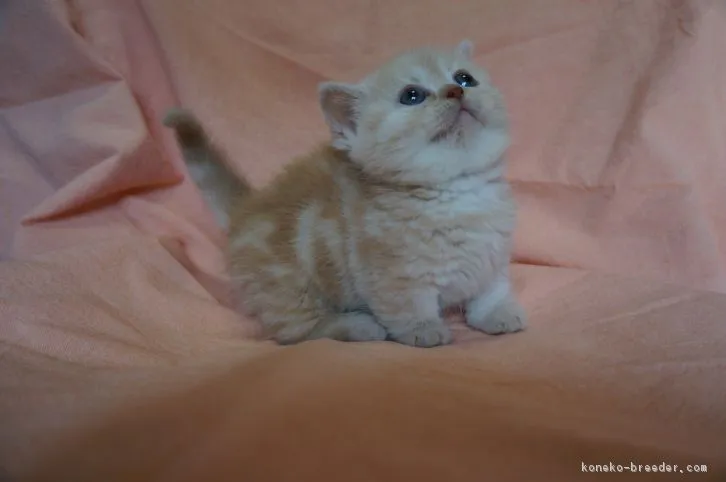 ID:1611-00513の子猫