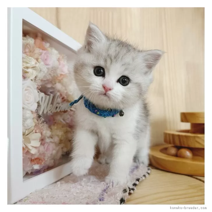 ID：2411-01029の子猫