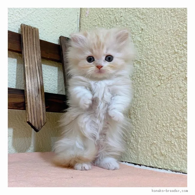ID：2011-00258の子猫