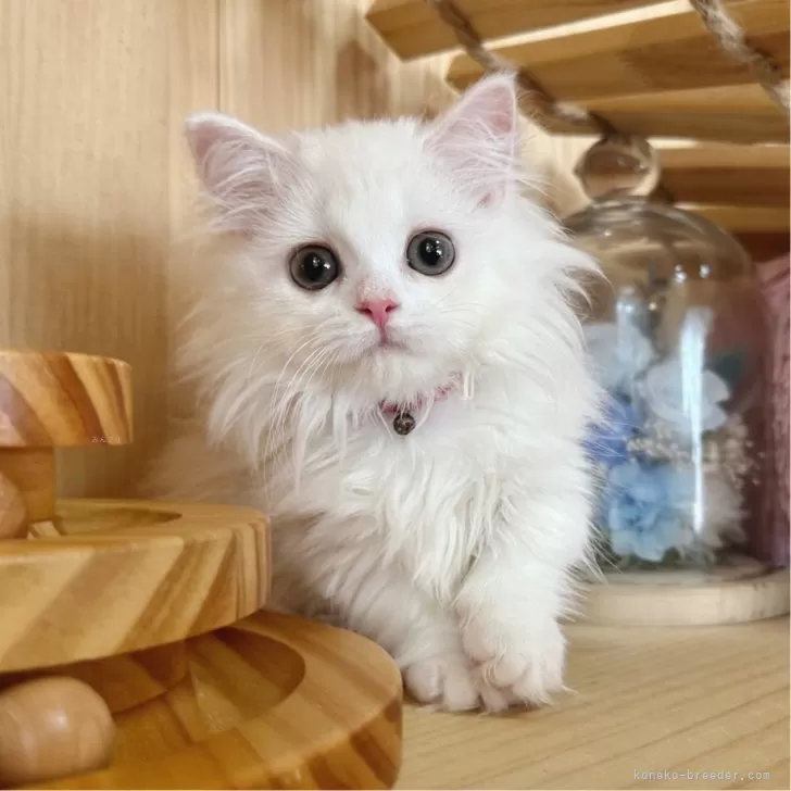 ID:2407-00283の子猫