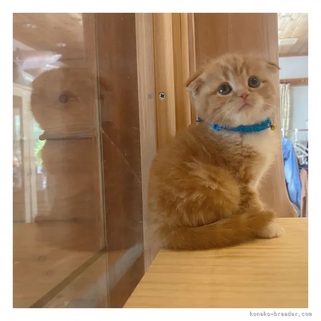 ID：2106-01040の子猫